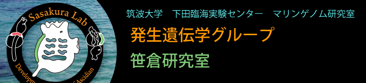 筑波大学 笹倉研究室 研究紹介 ホヤとセルロース