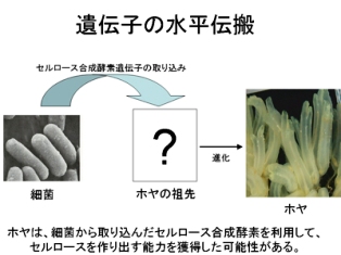 筑波大学 笹倉研究室 研究紹介 ホヤとセルロース