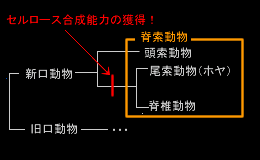 筑波大学 笹倉研究室 研究紹介 ホヤとセルロース