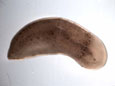 Xenoturbella