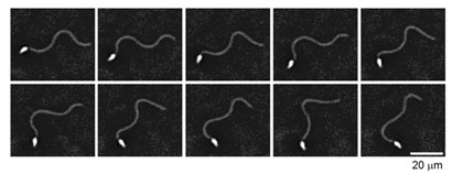 カタユウレイボヤ精子が示す方向変換のための鞭毛変形変化