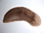 Xenoturbella