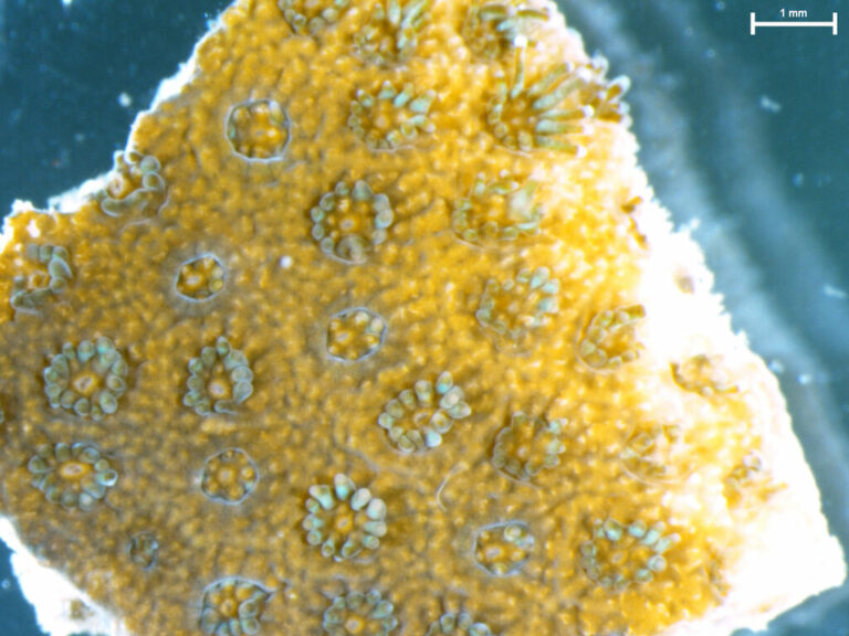 花虫綱 分類体系 JAMBIO沿岸生物データベース