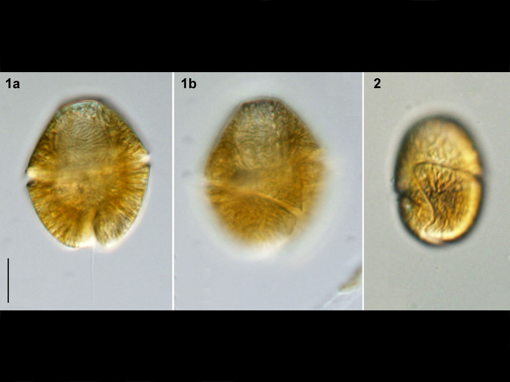 Gymnodinium instriatum