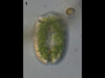 Nusuttodinium myriopyrenoides