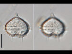 Protoperidinium mite