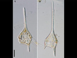 Neoceratium teres