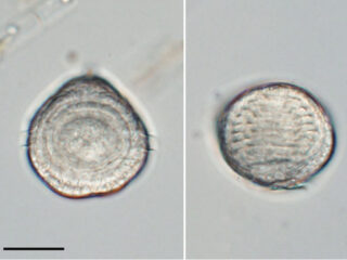 amoebophrya sp