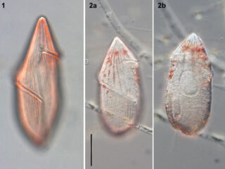 Gyrodinium britannicum