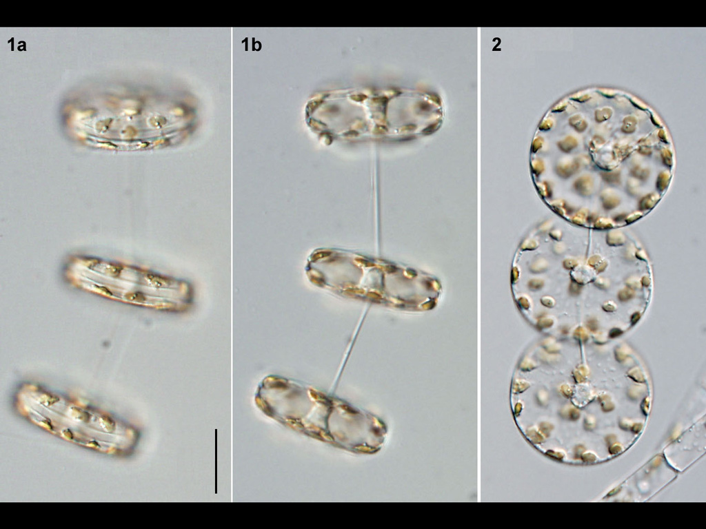 Thalassiosira rotula