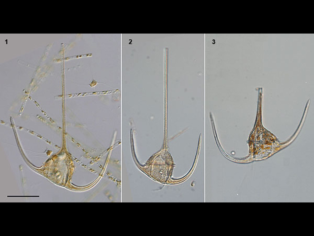 Neoceratium_tripos