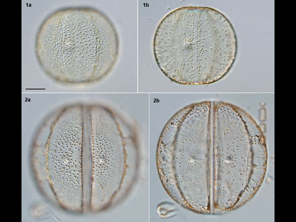 Palmerina hardmaniana