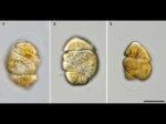 Cochlodinium convolutum