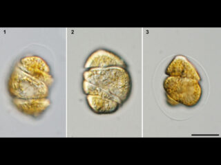 Cochlodinium convolutum