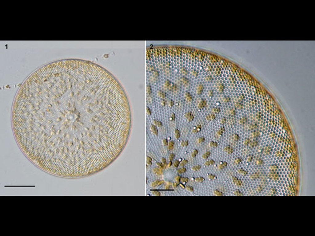 Coscinodiscus gigas