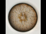 Coscinodiscus wailesii