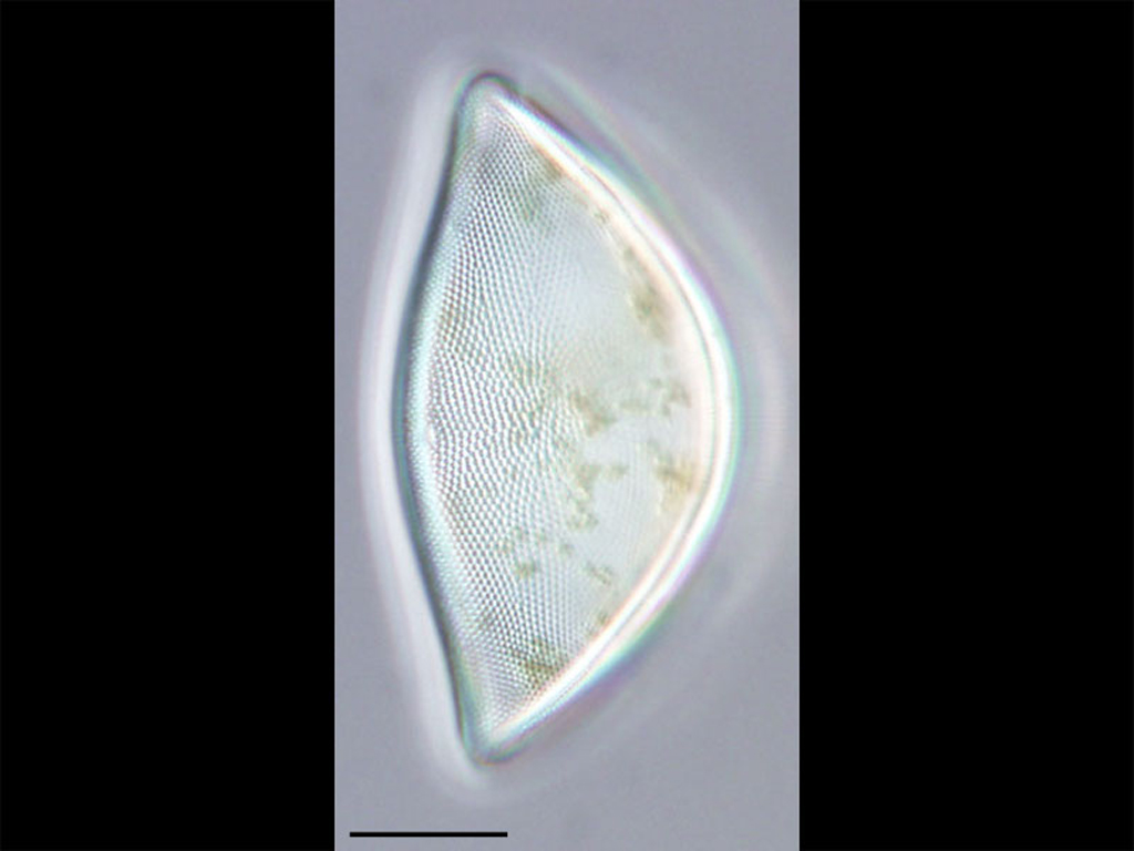 Hemidiscus cuneiformis