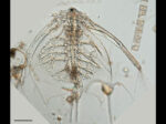 penilia avirostris