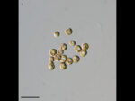 Phaeocystis globosa