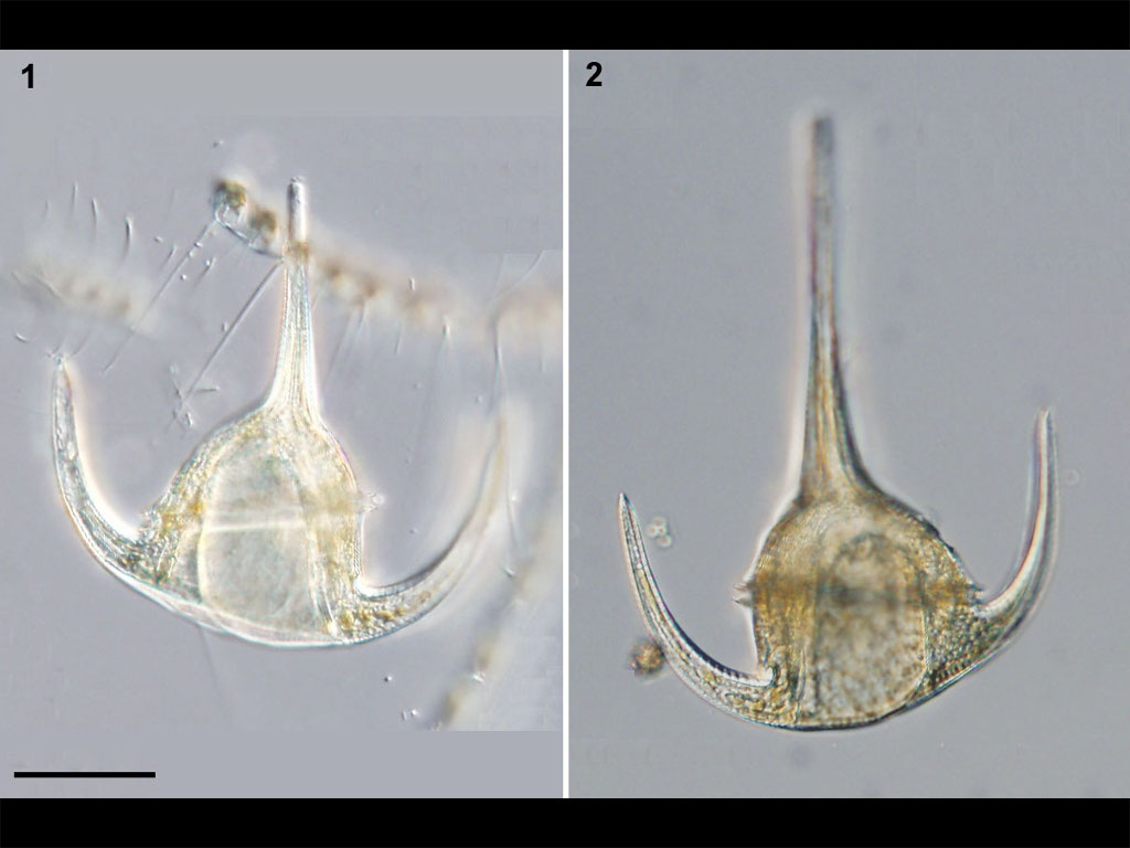 Neoceratium breve