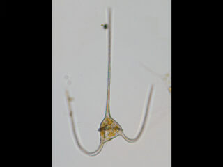 Neoceratium macroceros