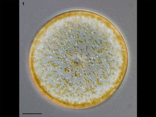 coscinodiscus asterompharus