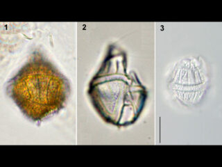 Gonyaulax polygramma