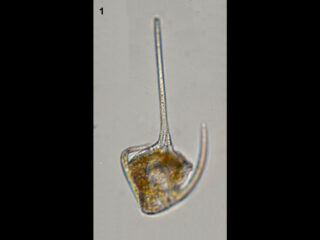 Neoceratium gibberum
