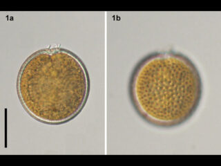 Tryblionella compressa