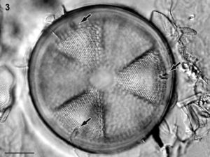 JAMBIO沿岸生物データベースActinoptychus senarius