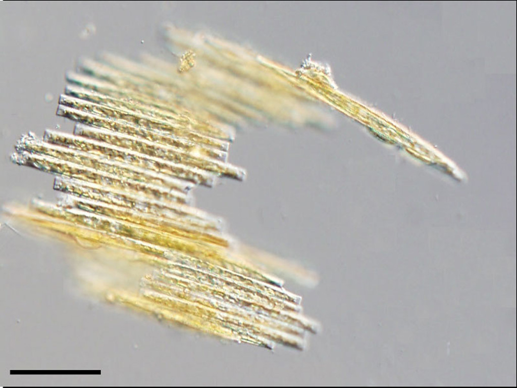 Bacillaria paxillifer