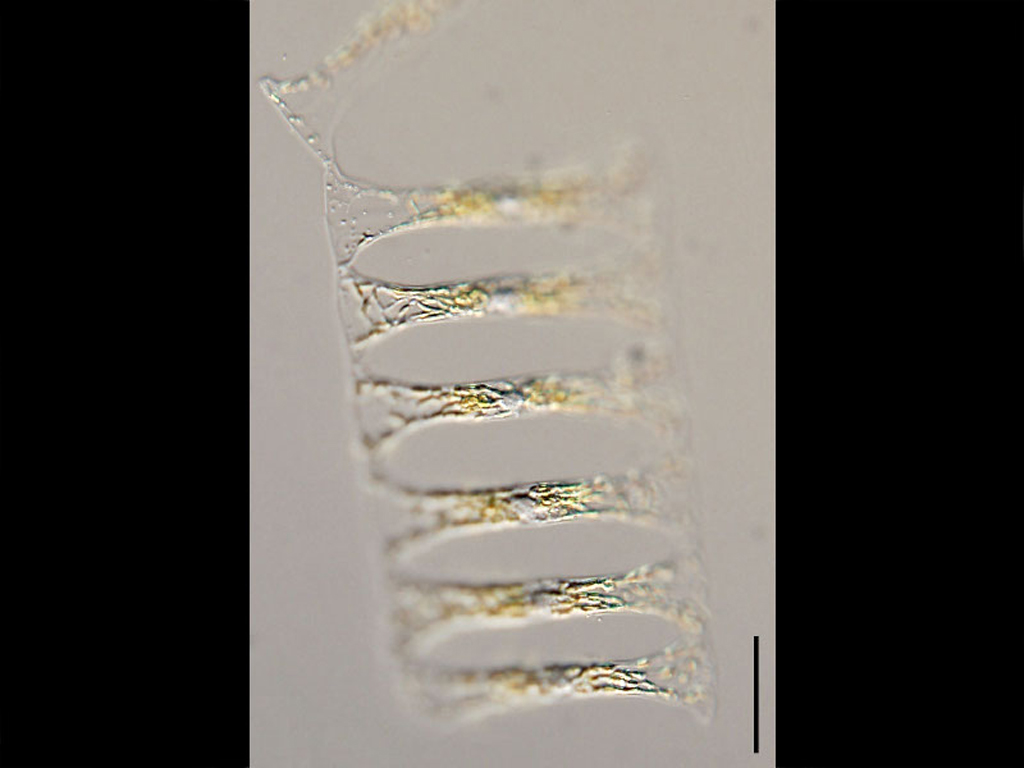 Climacodium frauenfeldianum