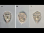 Corythodinium tesselatum