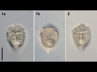 Corythodinium tesselatum