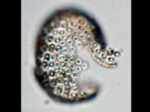 Umbilicosphaera sibogae