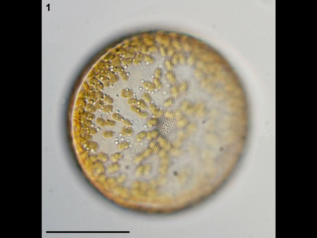 Coscinodiscus granii