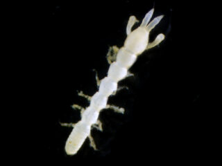 Agathotanais misakiensis