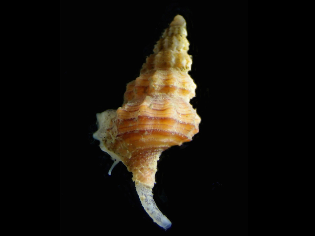 Nassaria magnifica