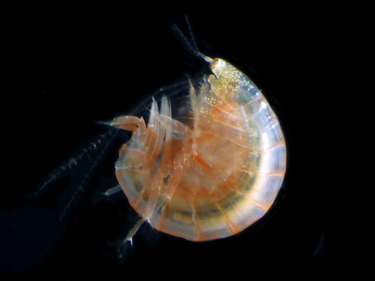 JAMBIO沿岸生物データベース ヒサシソコエビ科の一種_02 ミサキスガメ フトヒゲソコエビ科の一種_01 クビナガスガメ ムシャヨコエビ属の一種_01 ヒサシソコエビ科の一種_01
