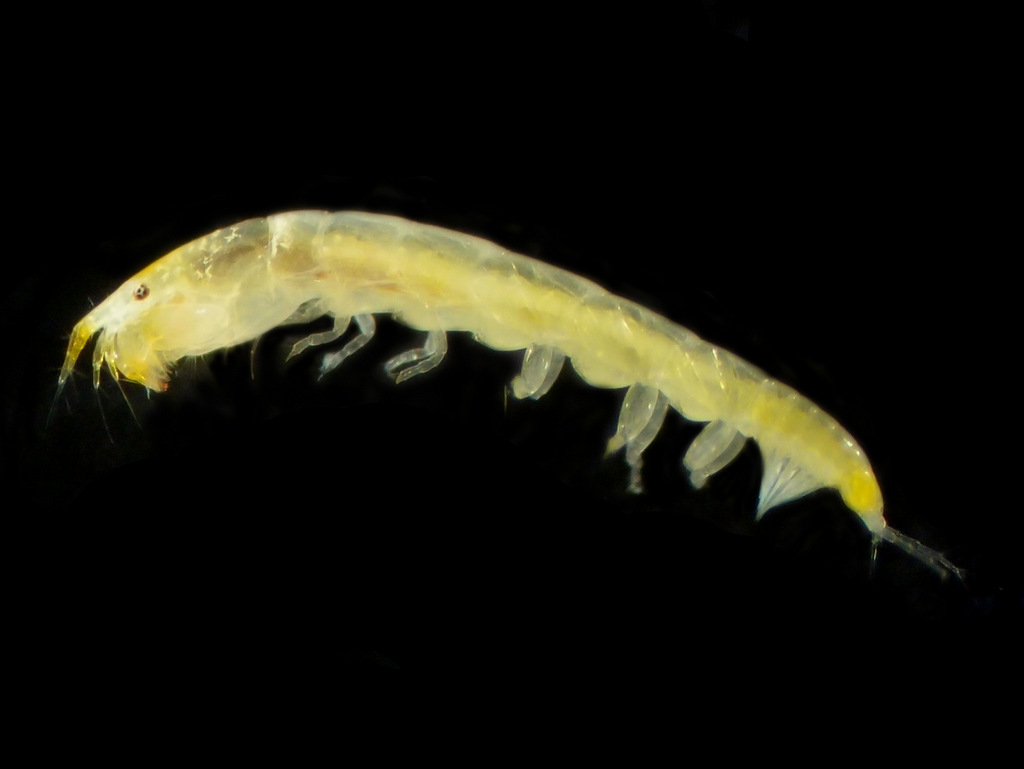 Leptocheliidae-sp