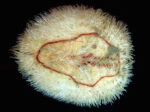 Brissopsis-luzonica