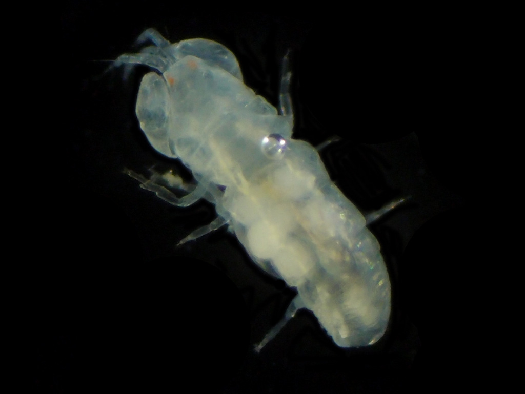 Pseudotanaidae-sp