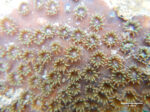 Cyphastrea chalcidicum