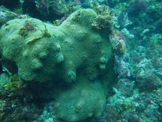 Cyphastrea chalcidicum