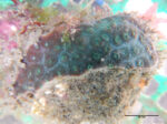 Cyphastrea seralia