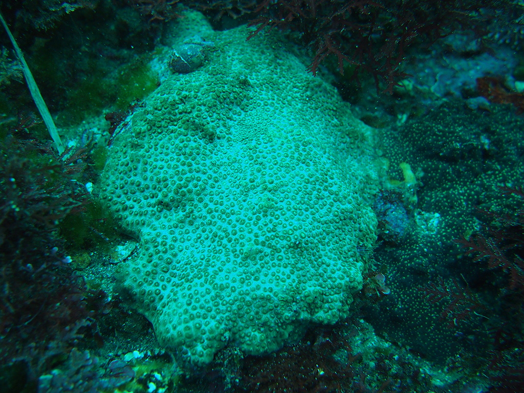 Cyphastrea seralia