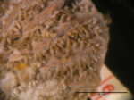 Hydnophora exesa