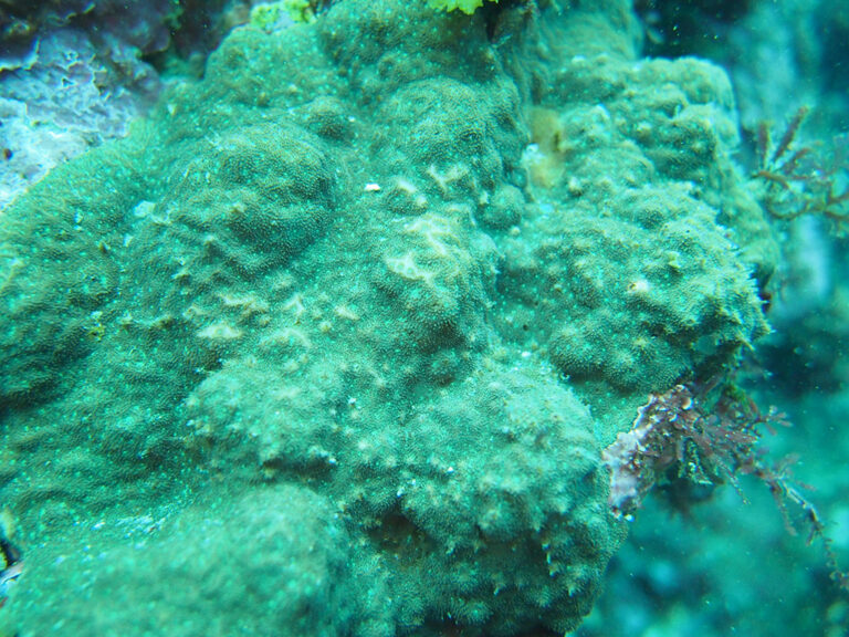 六放サンゴ亜綱 分類体系 JAMBIO沿岸生物データベース