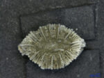 Endopachys grayi