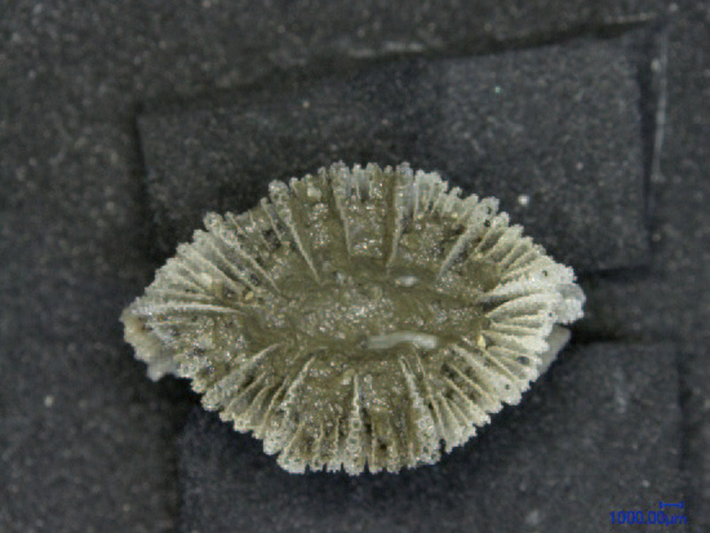 Endopachys grayi